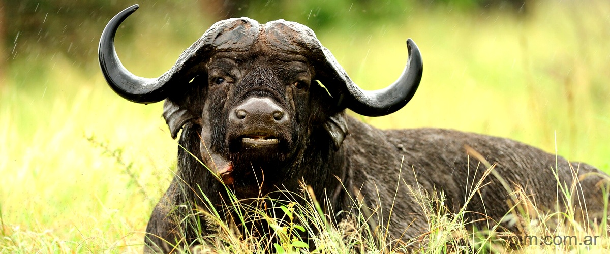¿Cuánto mide el bisonte más grande del mundo?