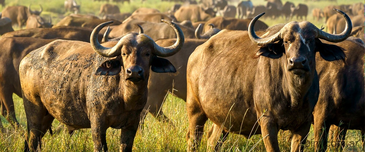 ¿Cuántos bisontes hay en España?