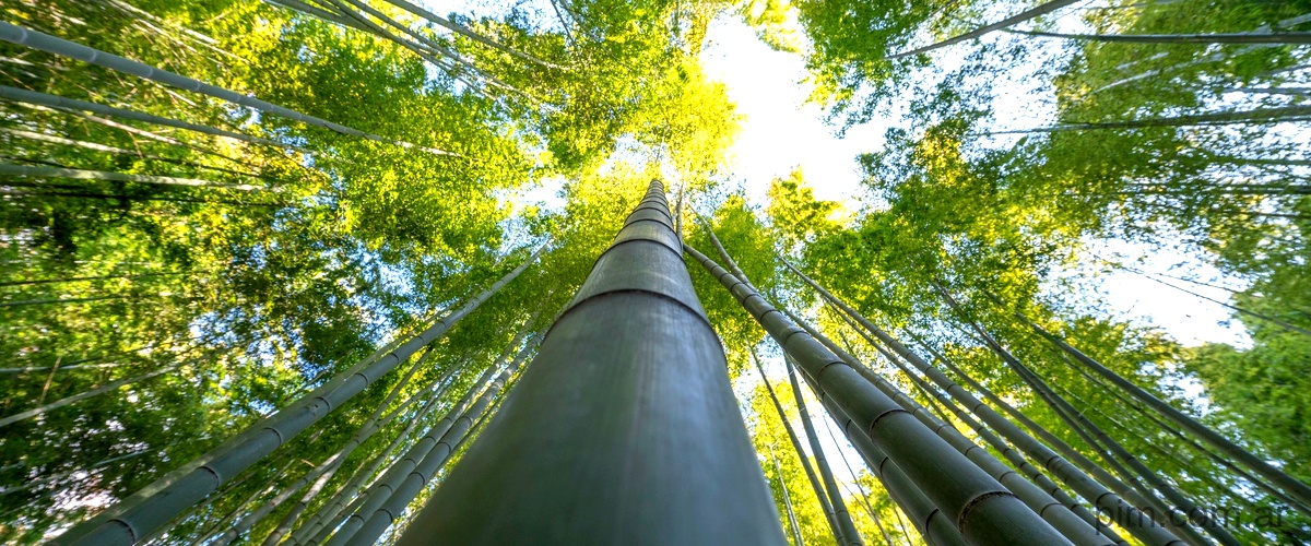 Descubre cómo Bamboo DeFi está revolucionando las finanzas verdes