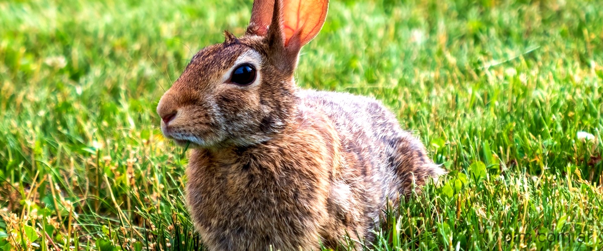 Little Rabbit Project: La revolución de las criptomonedas liderada por un pequeño conejo