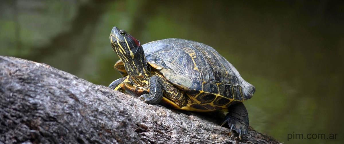 Pregunta: ¿Cuánto tiempo vive una tortuga de tierra sulcata?