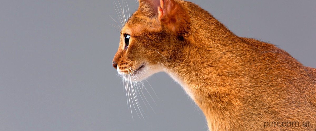 ¿Qué gato tiene orejas de lince?