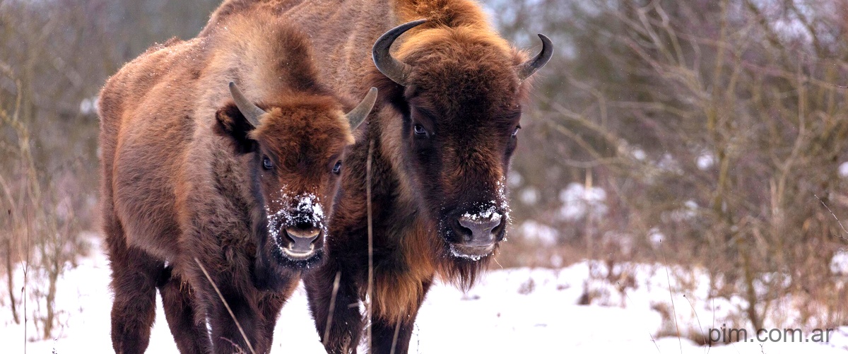 ¿Qué tan grandes son los bisontes?