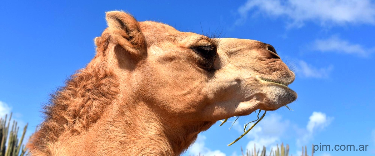 ¿Qué tipos de camellos existen?